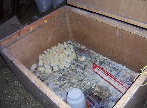 Chicks in broody box