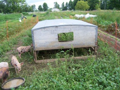 pig hut in garden