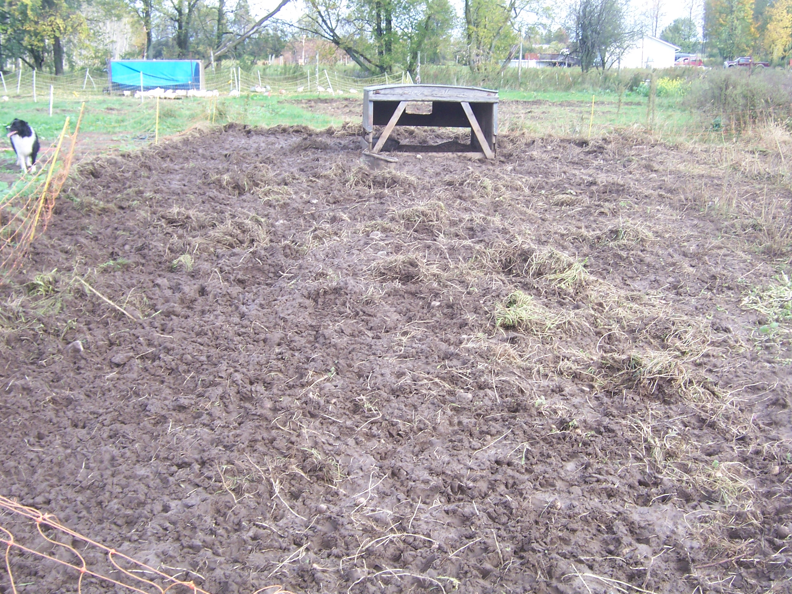 pig prepared ground