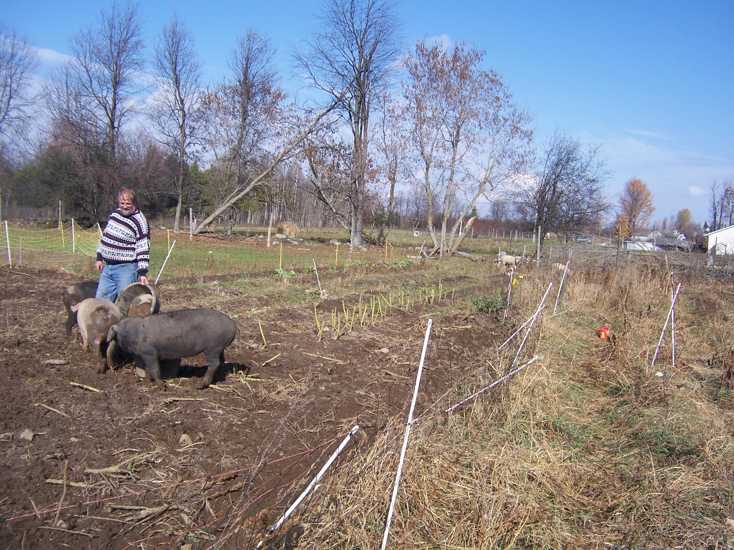 pigs in the garden