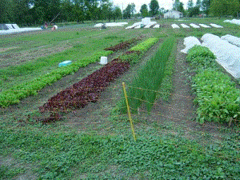 Vegetable farming for profit in my big sunny garden