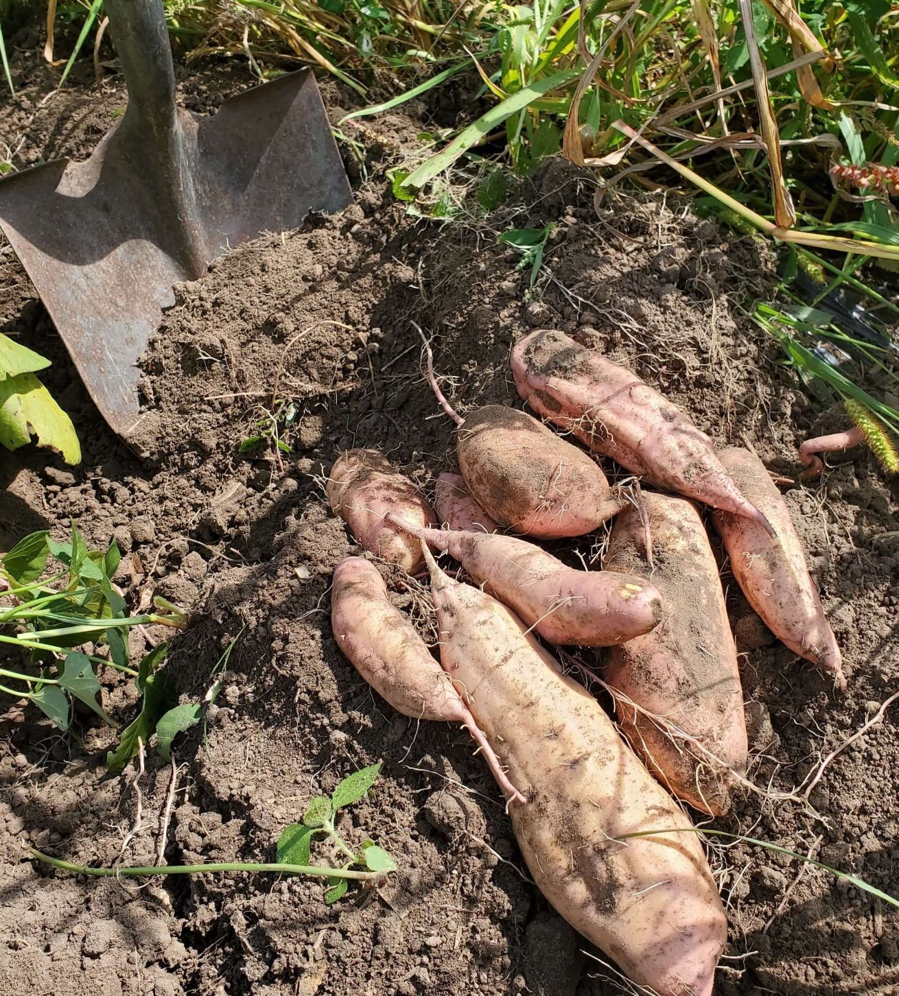 Sweet Potatoes 2025