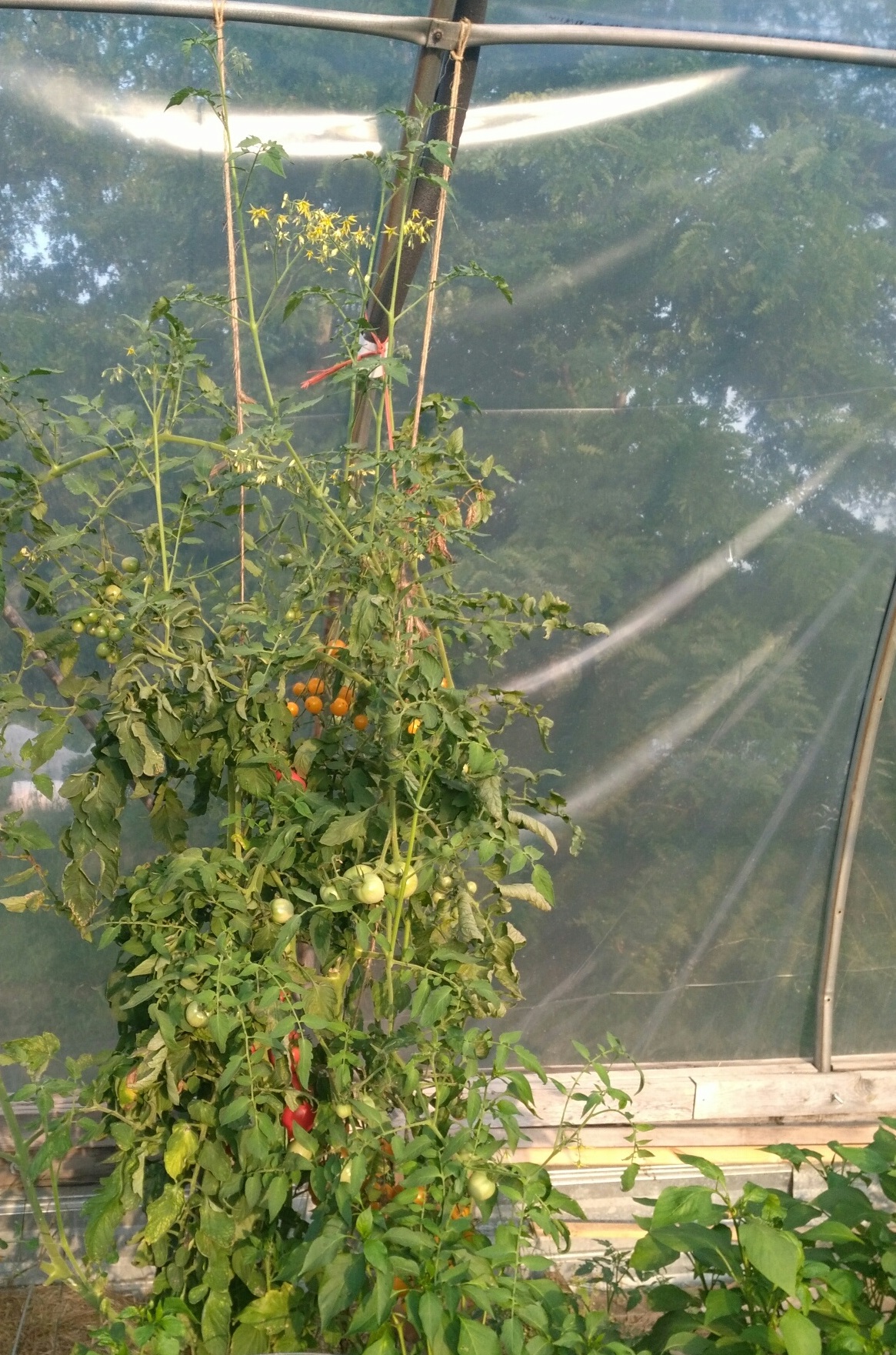 tomato tied