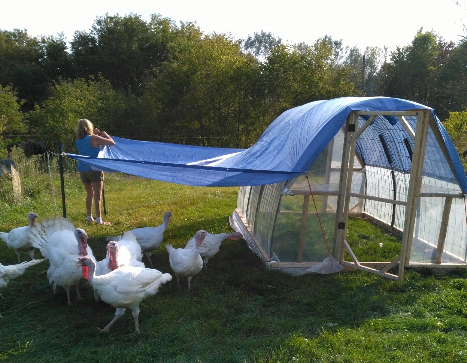 Hoop coop with turkeys