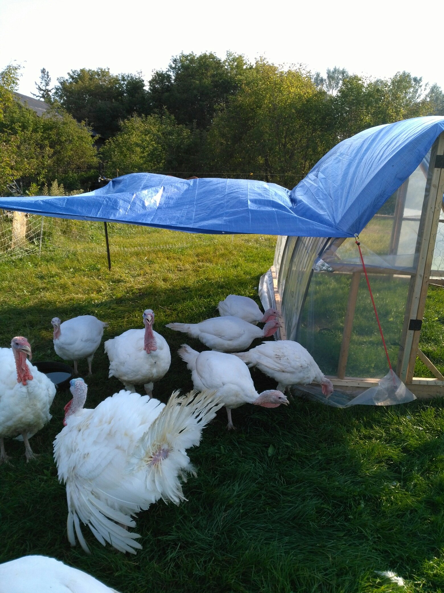 turkeys in portable coop