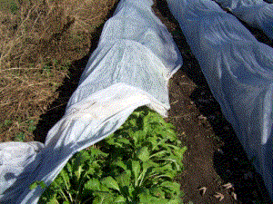 Turnips in the winter vegetable garden