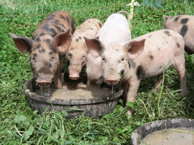 How to raise a pig on pasture for the new farmer. Grow delicious premium pork for your freezer and your customers